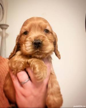 Pui rasa Cocker Spaniel - furnizor autorizat  - imagine 2