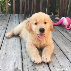 Pui rasa Golden Retriever - 2 luni, carnet, vaccin, deparazitare