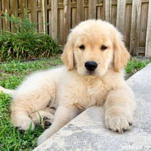 Pui rasa Golden Retriever - 2 luni, carnet, vaccin, deparazitare  - imagine 2