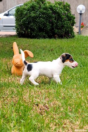 Pui rasa Jack Russel Terrier - bicolori și tricolori  - imagine 3