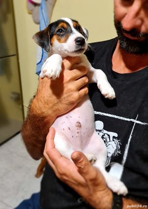 Pui rasa Jack Russel Terrier - bicolori și tricolori  - imagine 2