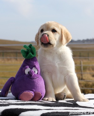 Pui rasa Labrador Retriever aurii, ciocolatii și negri - imagine 3
