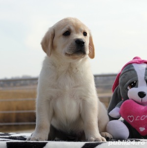 Pui rasa Labrador Retriever aurii, ciocolatii și negri - imagine 4