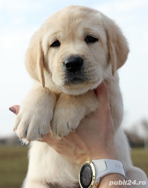 Pui rasa Labrador Retriever aurii, ciocolatii și negri - imagine 2