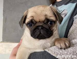 Pui rasa Mops - 2 luni - genetică superioară 