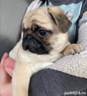 Pui rasa Mops - 2 luni - genetică superioară  - imagine 3