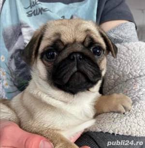 Pui rasa Mops - 2 luni - genetică superioară  - imagine 2
