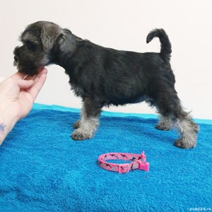 Pui rasa Schnauzer Pitic - furnizor autorizat - imagine 3