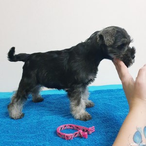 Pui rasa Schnauzer Pitic - furnizor autorizat - imagine 2