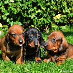 Pui rasa Teckel - calitate genetică deosebită  - imagine 2