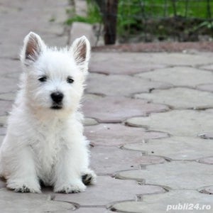 Pui rasa Westie - genetică pură