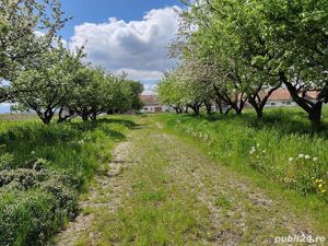 Teren intravilan industrial Brasov - Bod, conditii negociabile. - imagine 4