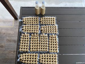 Apilarnil productie 2025 - imagine 2