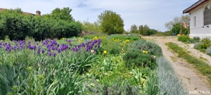 Casa 3 camere - Zorile Comuna Gradinari - imagine 3