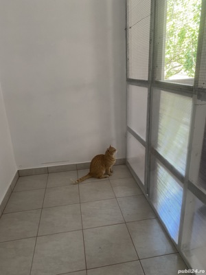 Cazare   Pensiune Pisici - imagine 7