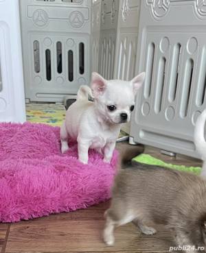 Catei Chihuahua - talie Toy autentică