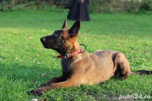 Catei Ciobănesc Belgian Malinois - furnizor autorizat  - imagine 2
