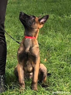 Catei Ciobănesc Belgian Malinois - furnizor autorizat  - imagine 3