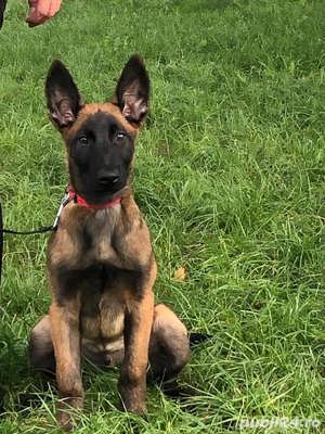 Catei Ciobănesc Belgian Malinois - furnizor autorizat 