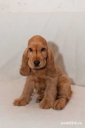 Catei Cocker Spaniel - Cumpără în condiții de legalitate și siguranță 
