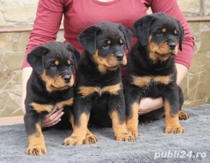 Căței Rottweiler - genetică deosebită