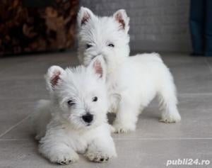 Căței Westie - furnizor autorizat 