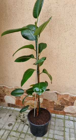 Ficus Elastica Robusta (frunza verde) (Rubber Plant 'Robusta - imagine 4