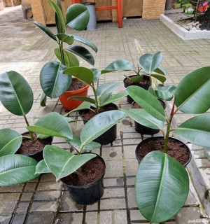 Ficus Elastica Robusta (frunza verde) (Rubber Plant 'Robusta - imagine 3