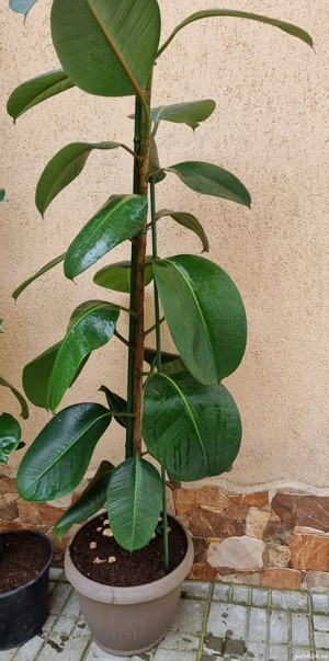 Ficus Elastica Robusta (frunza verde) (Rubber Plant 'Robusta - imagine 5