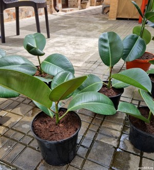 Ficus Elastica Robusta (frunza verde) (Rubber Plant 'Robusta - imagine 7