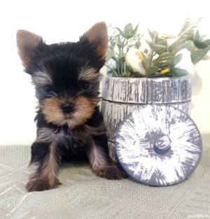 Yorkshire Terrier - furnizor One Pet - transport autorizat la nivel național  - imagine 2