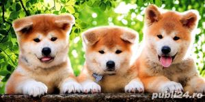 Vindem Akita Inu de rasa cu carnet si restul actelor necesare