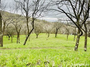 Vând teren intravilan zona de munte superba!  - imagine 7