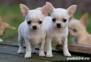 Chihuahua,  par scurt,  talie Mini Toy, părinți din Ungaria