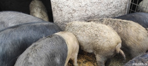 Vand porci bazna  - imagine 3