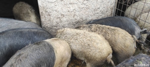 Vand porci bazna  - imagine 2