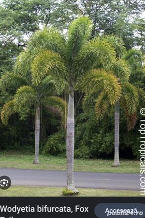  Palmier Wodyetia bifurcata