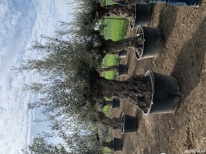 Maslin Secular - imagine 3