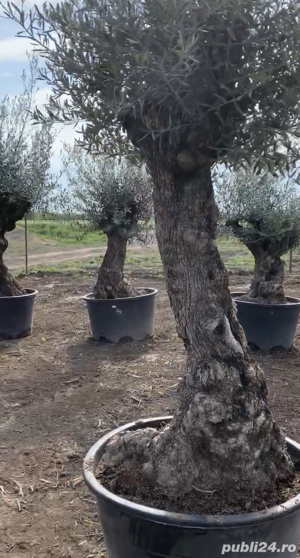 Maslin Secular - imagine 2