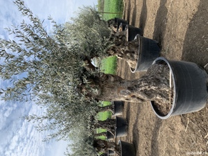 Maslin Secular - imagine 6