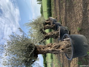 Maslin Secular - imagine 5