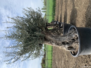 Maslin Secular - imagine 4