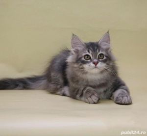 Angora Turceasca gri - imagine 3