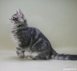 Angora Turceasca gri - imagine 5