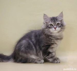 Angora Turceasca gri - imagine 4