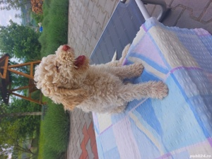 vand catei lagotto romagnolo cu pedigree - imagine 5