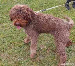 Vând cățelușa lagotto romagnolo  - imagine 2