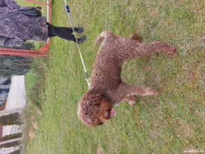 vand catei lagotto romagnolo cu pedigree - imagine 9