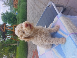 vand catei lagotto romagnolo cu pedigree - imagine 4