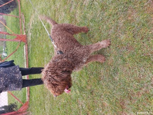 vand catei lagotto romagnolo cu pedigree - imagine 10